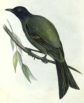 Chatham Island bellbird