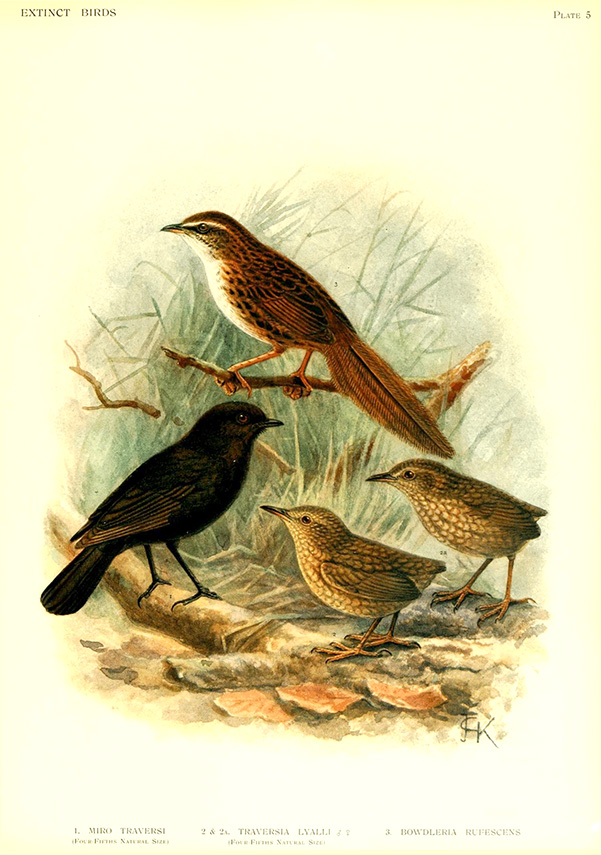 Black robin, Chatham Island fernbird, Stephens Island wrens