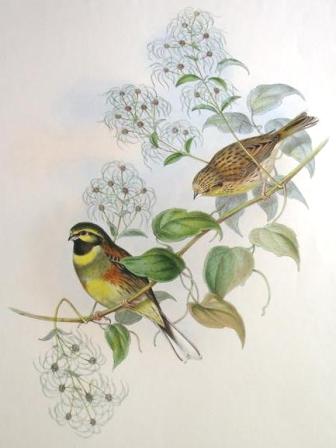 Cirl bunting from John Gould's Birds of Great Britain, 1862-73