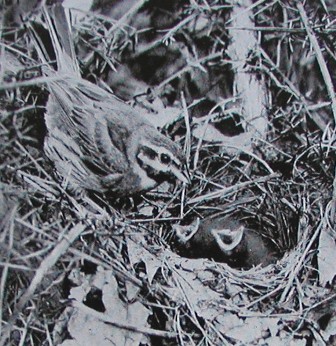 Cirl Bunting nest from Oliver's New Zealand Birds, 1955