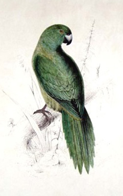 Antipodes Island parakeet