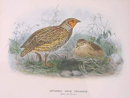 NZ quail