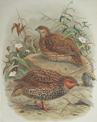 NZ quail