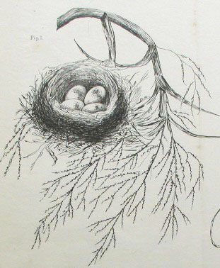 Korimako (Bellbird nest)