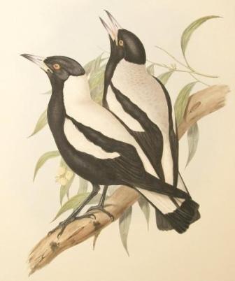 Ausralian magpie
