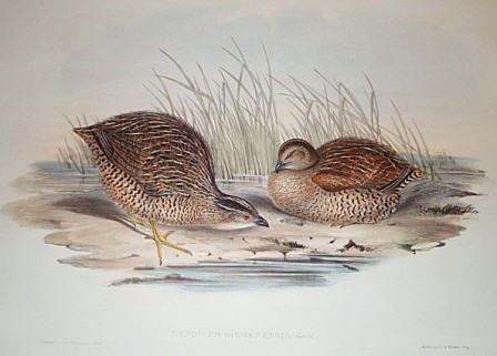 brown quail