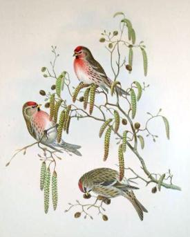 Birds Redpoll
