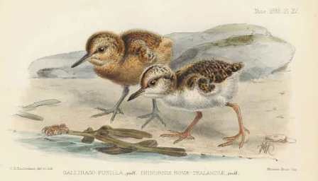 shore plover and snipe chicks