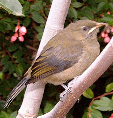 Baby bellbird, released