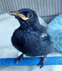 Little Bird Rescue — A young Tui