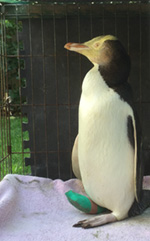 Christchurch Penguin Rehabilitation; T. Stracke -- this is not T. Stracke, its a (Yellow Eye penguin) with a sore foot