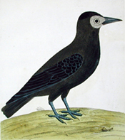 Rook; Albin -- Introduced bird