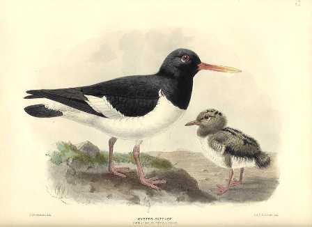 pied oystercatcher pied oystercatcher