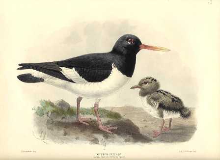 Torea, pied oystercatcher